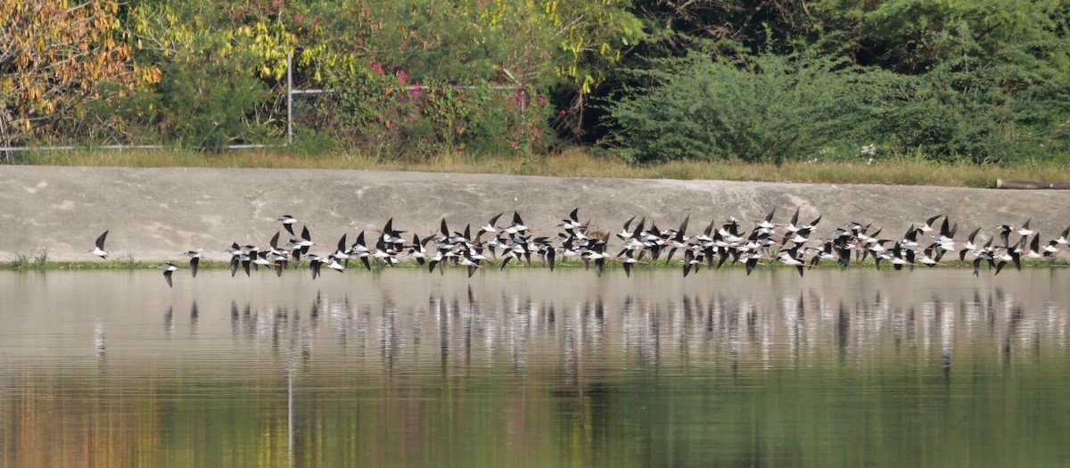 Black-necked Stilt - ML422820821
