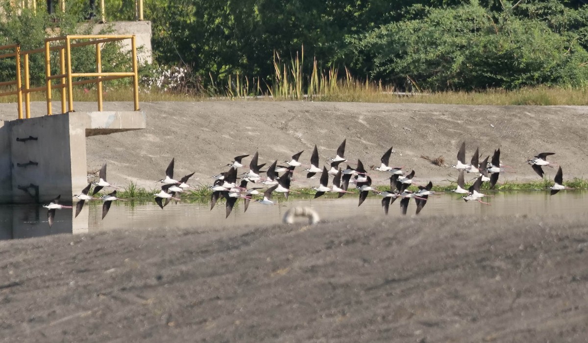 Black-necked Stilt - ML422820901