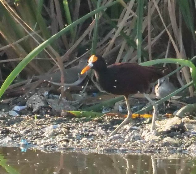 Northern Jacana - ML422820961