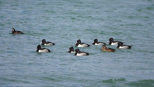 Ring-necked Duck - ML422821091