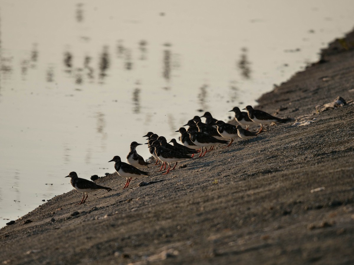 Ruddy Turnstone - ML422821261