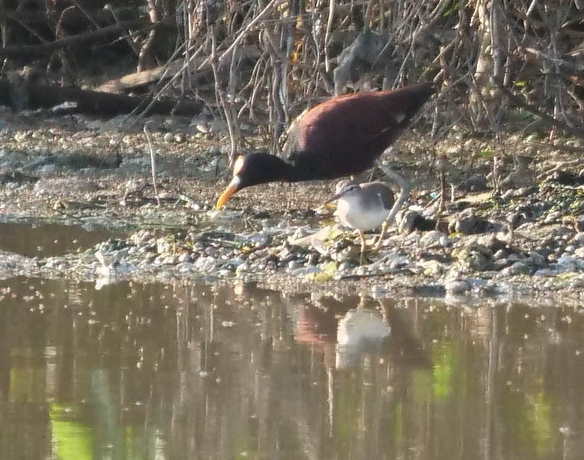 Spotted Sandpiper - ML422821281