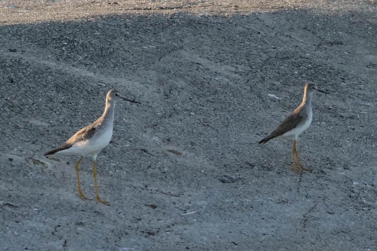 Greater Yellowlegs - ML422821411