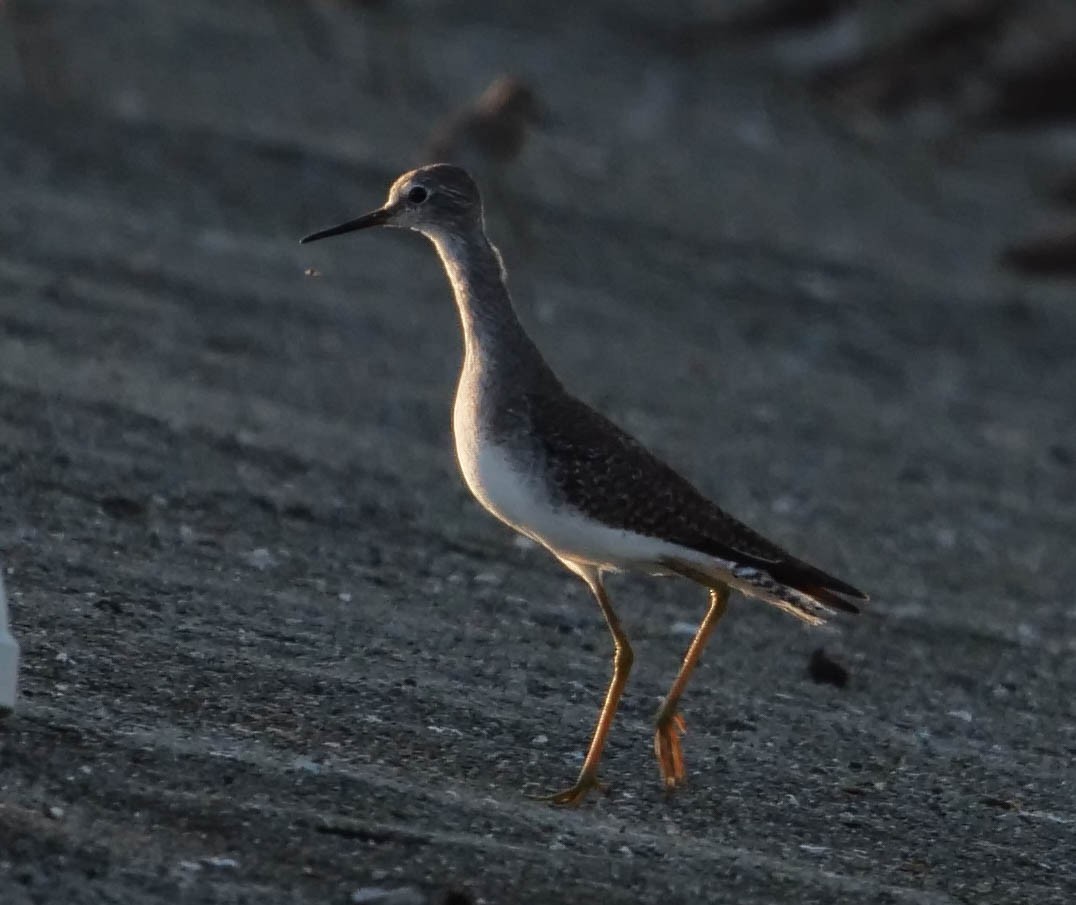 Lesser Yellowlegs - ML422821501