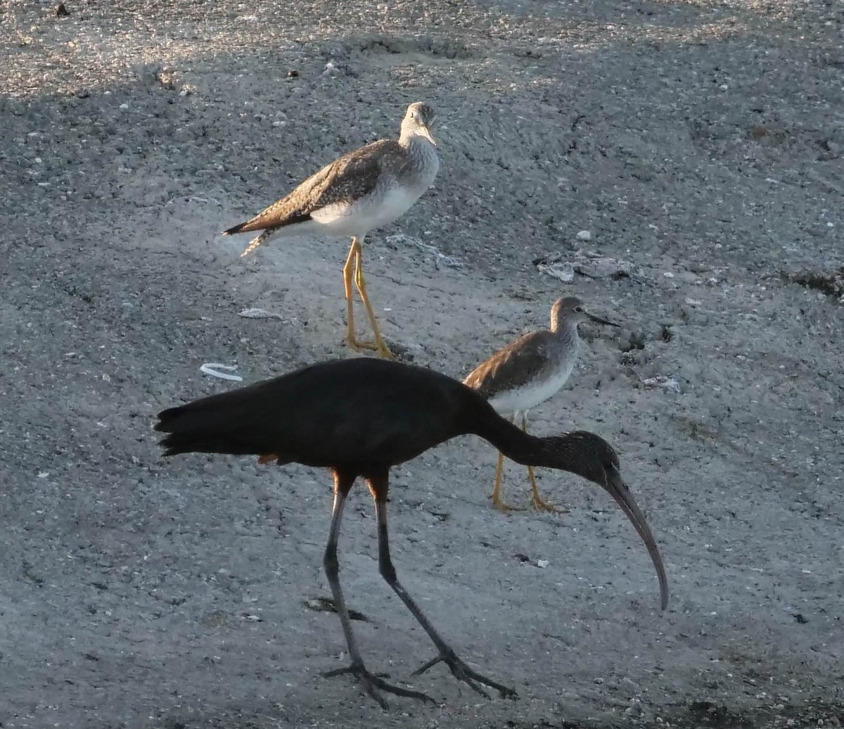 Lesser Yellowlegs - ML422821511