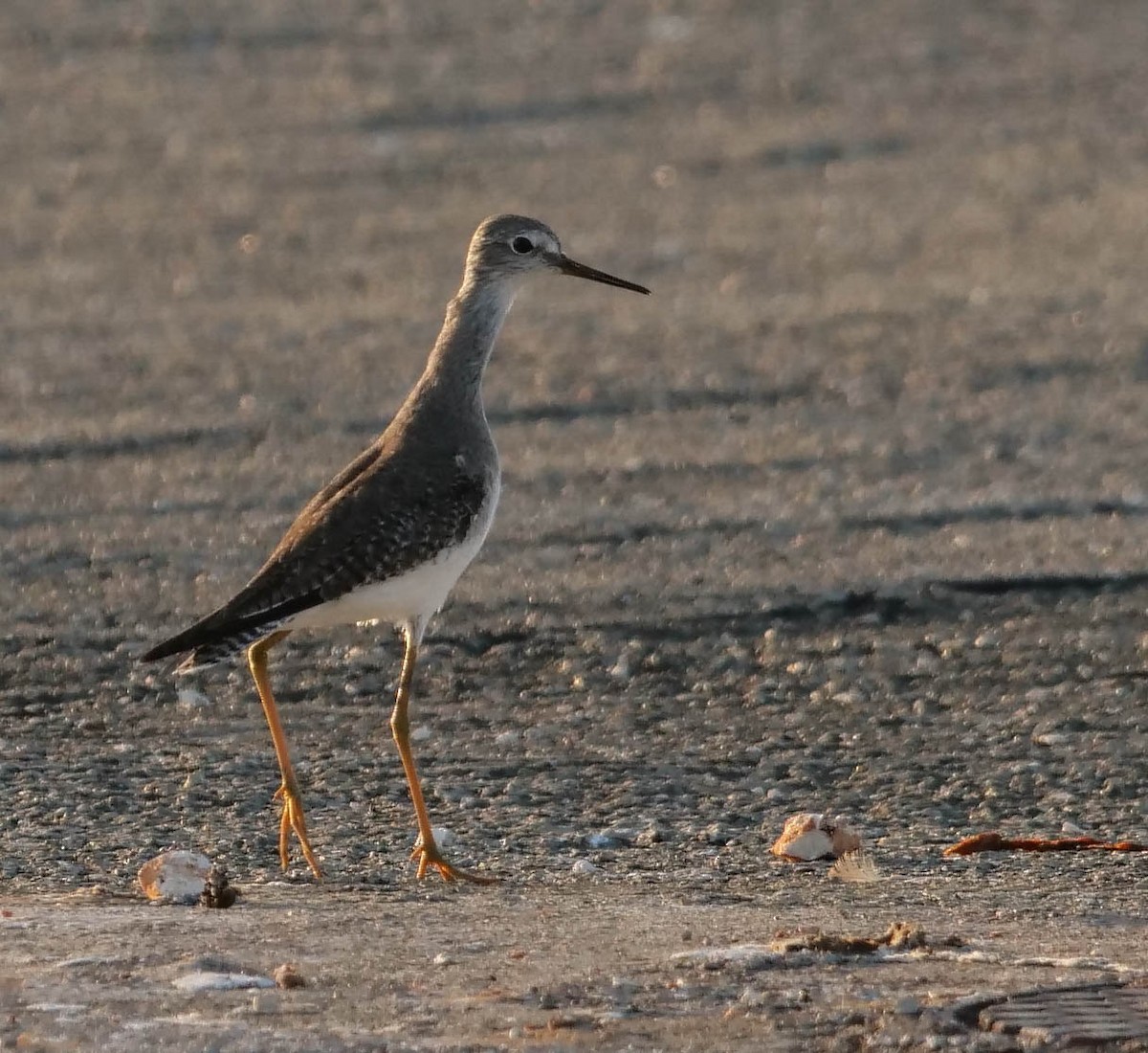 Lesser Yellowlegs - ML422821531