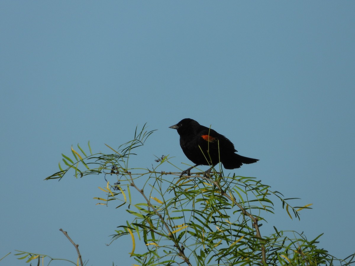 Red-winged Blackbird - ML422821551