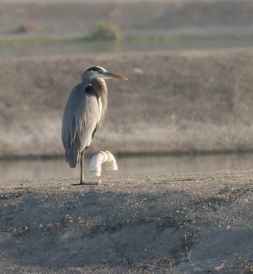 Great Blue Heron - ML422821751