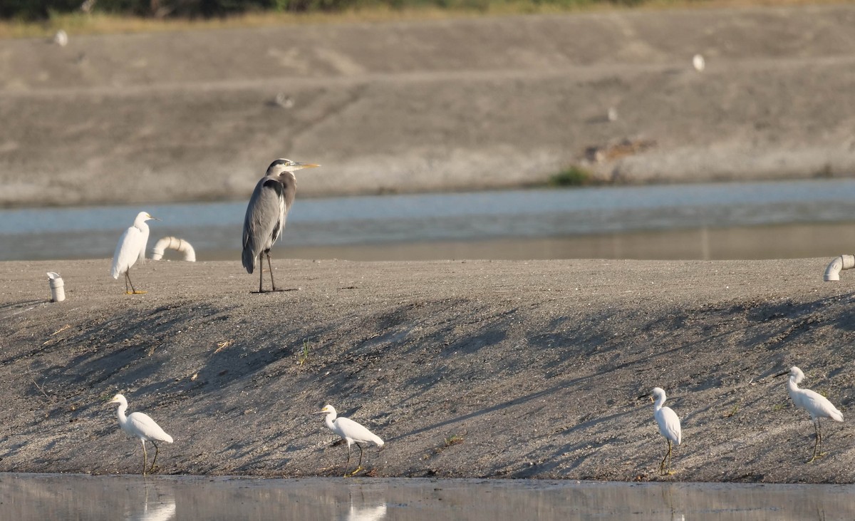 Snowy Egret - ML422822001