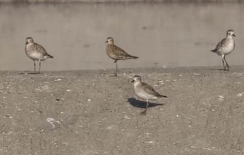 Black-bellied Plover - ML422822211