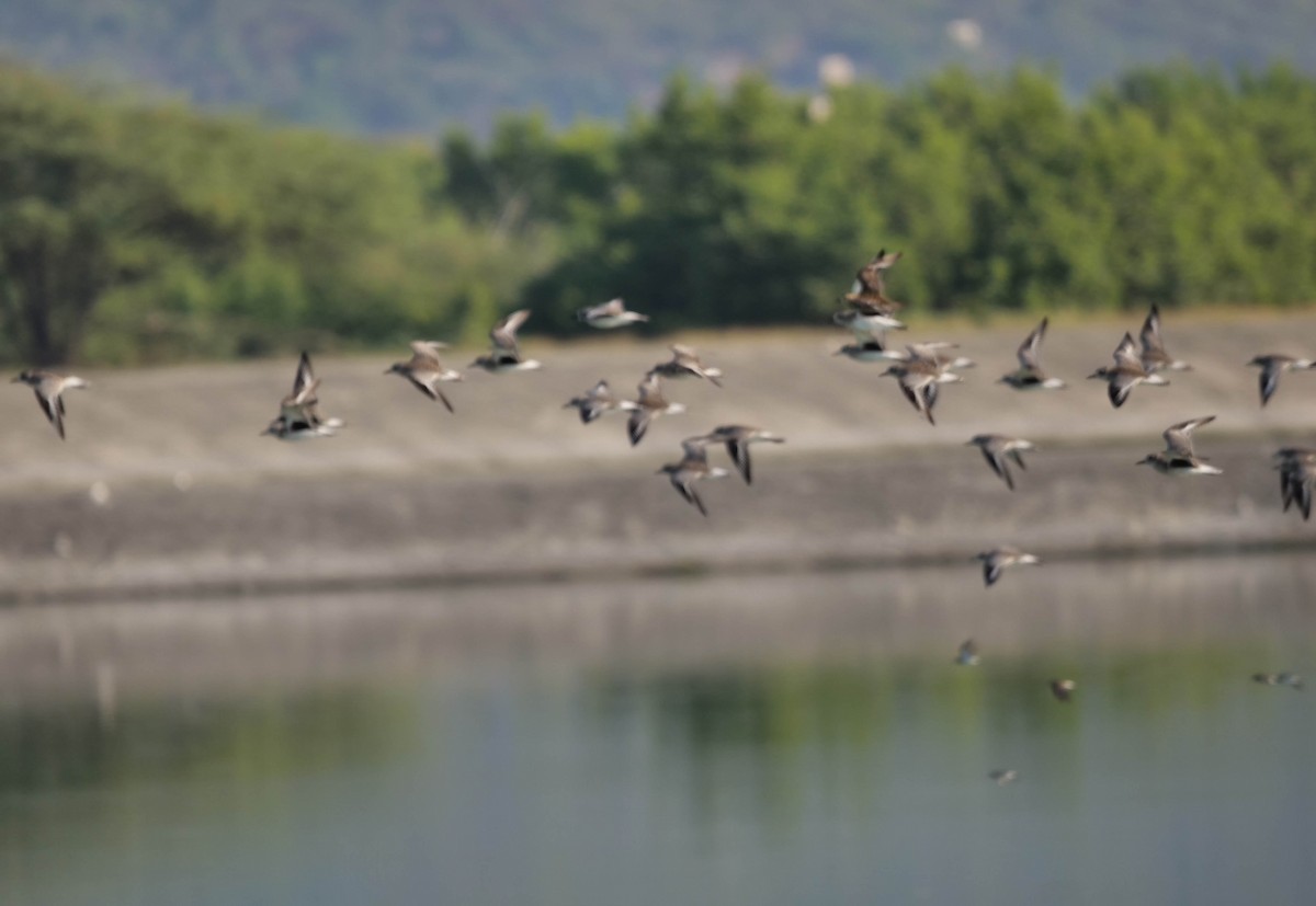 Black-bellied Plover - ML422822271