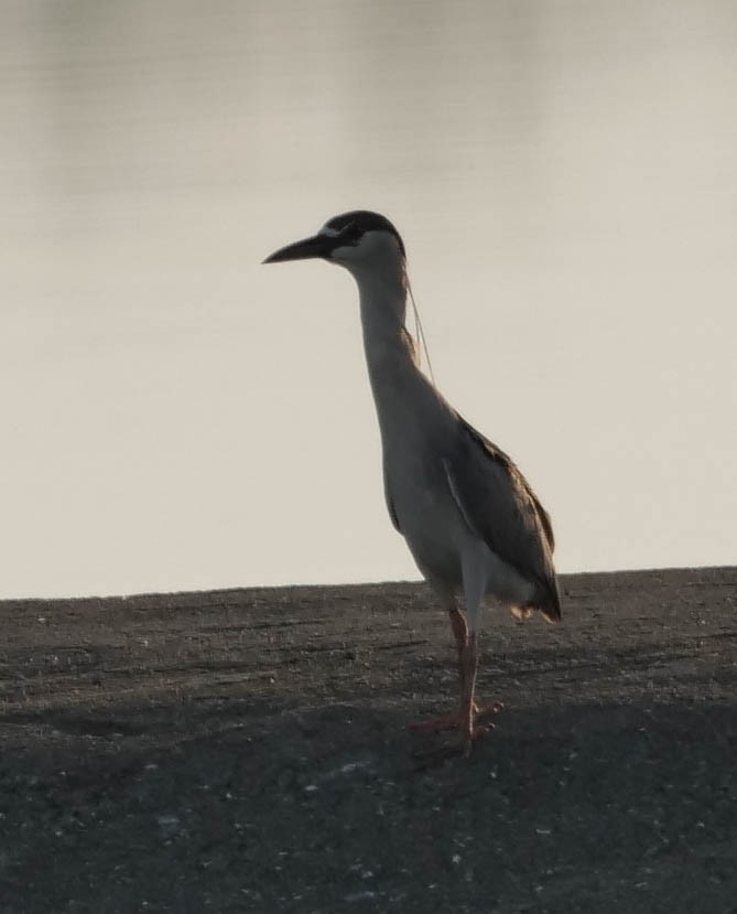 Black-crowned Night Heron - ML422822451