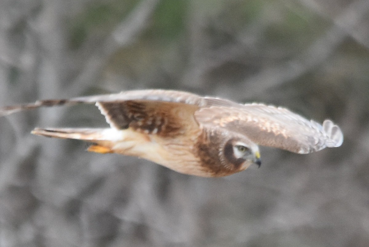 Northern Harrier - ML422823111