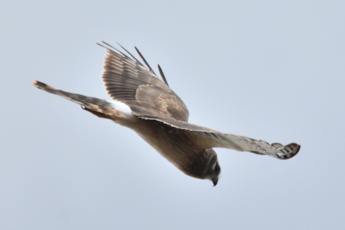 Northern Harrier - Mike Conway