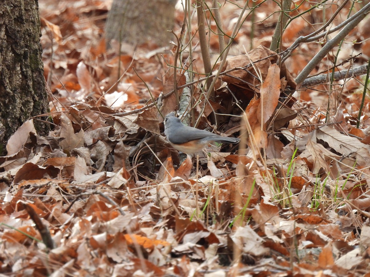 Tufted Titmouse - ML422824361