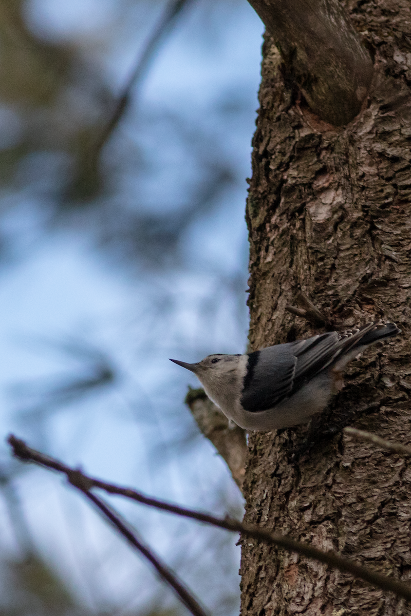 White-breasted Nuthatch - ML422824841