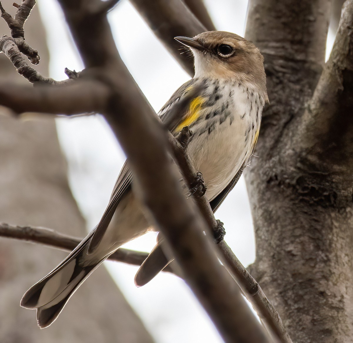 Yellow-rumped Warbler - ML422825831