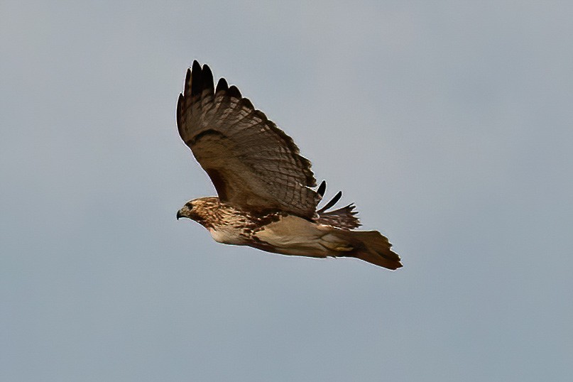 Red-tailed Hawk - ML422825841