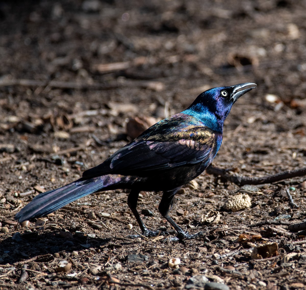 Common Grackle - ML422826471