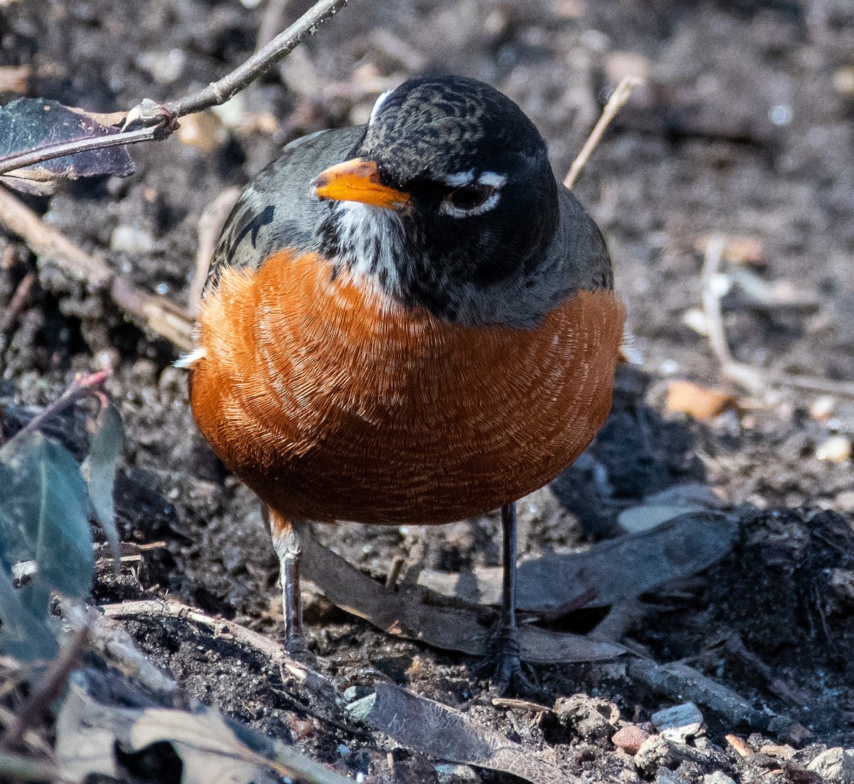 American Robin - ML422826591