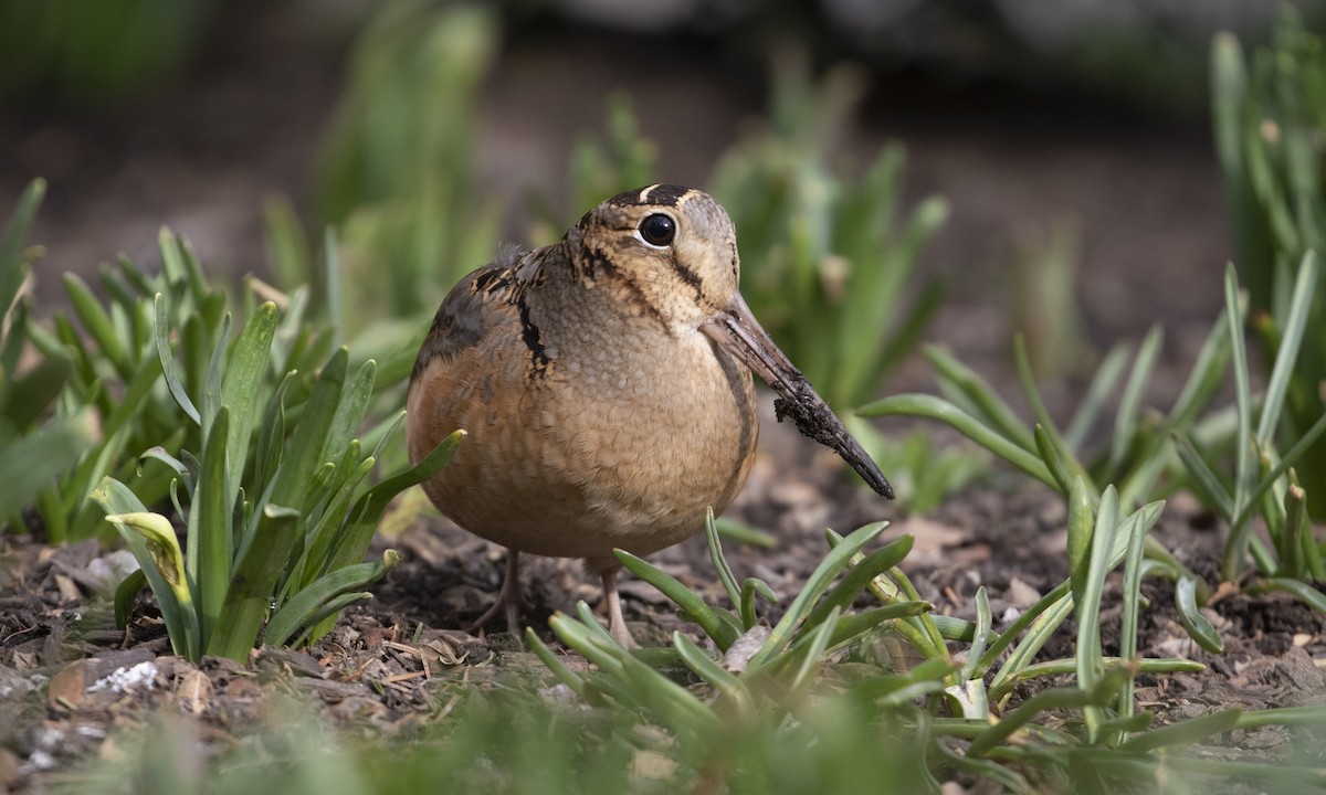 American Woodcock - Heather Wolf