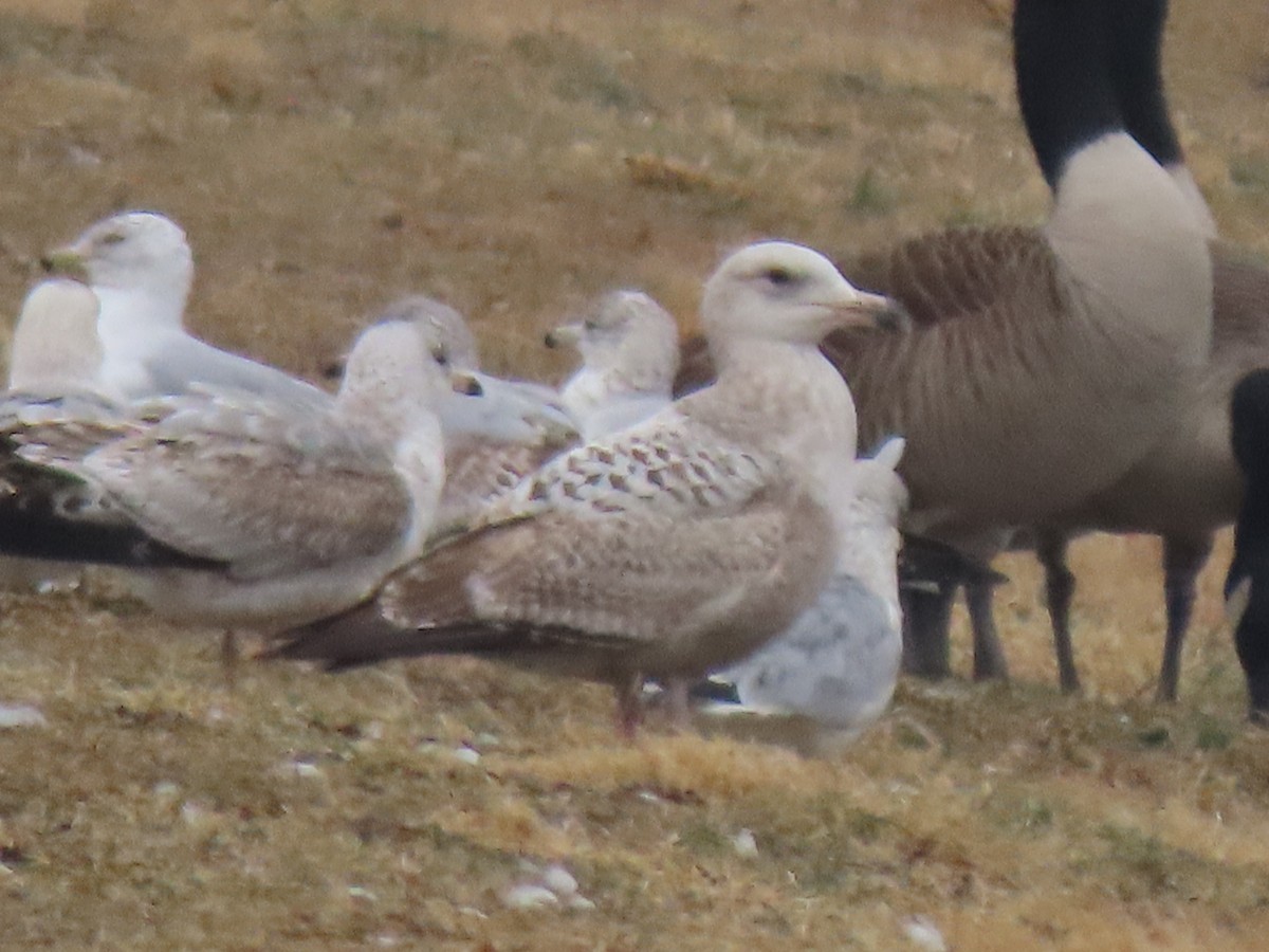 Larus, unbestimmt - ML422826731