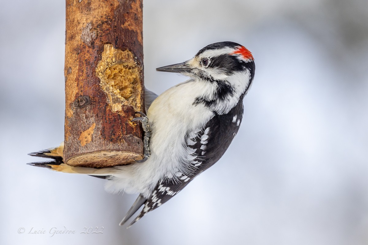 Hairy Woodpecker - Lucie Gendron