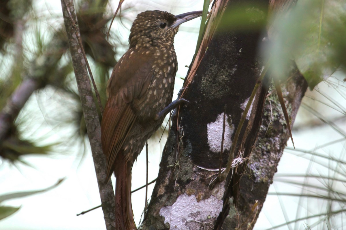 Spotted Woodcreeper - ML422827971