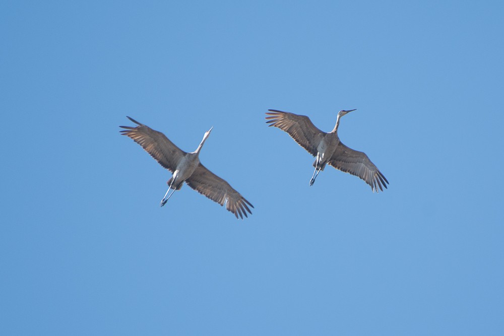 Sandhill Crane - josh Ketry