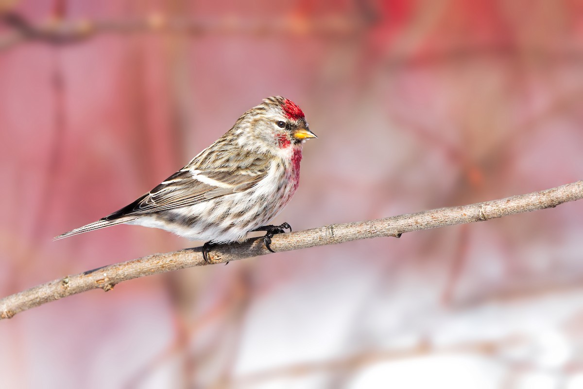 Redpoll (Common) - ML422828641