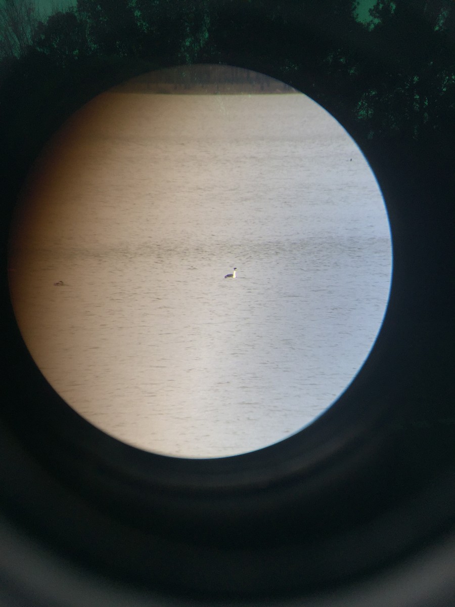 Western Grebe - Cody Massery