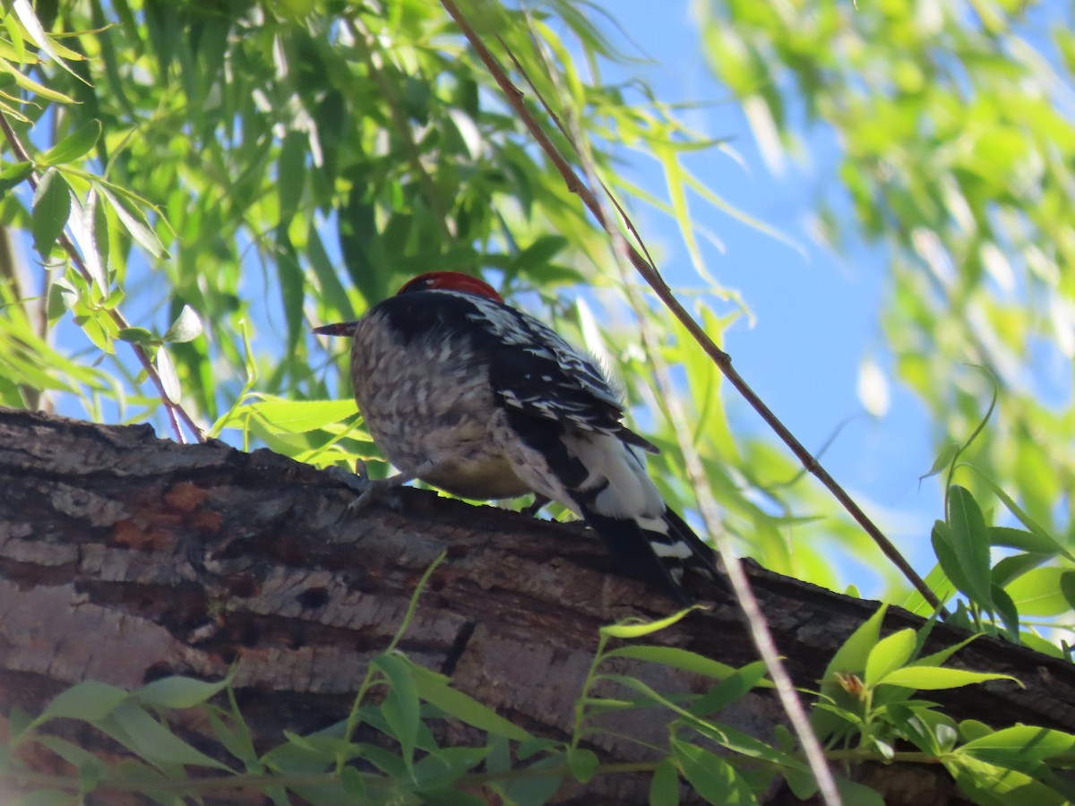 Red-breasted Sapsucker - ML422829071