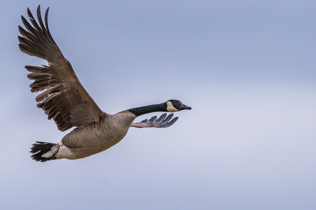 Canada Goose - Matt Saunders