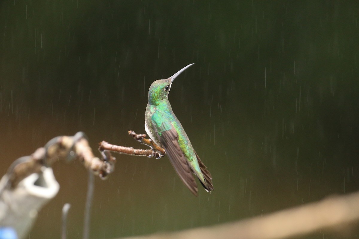 Black-throated Mango - ML42282971