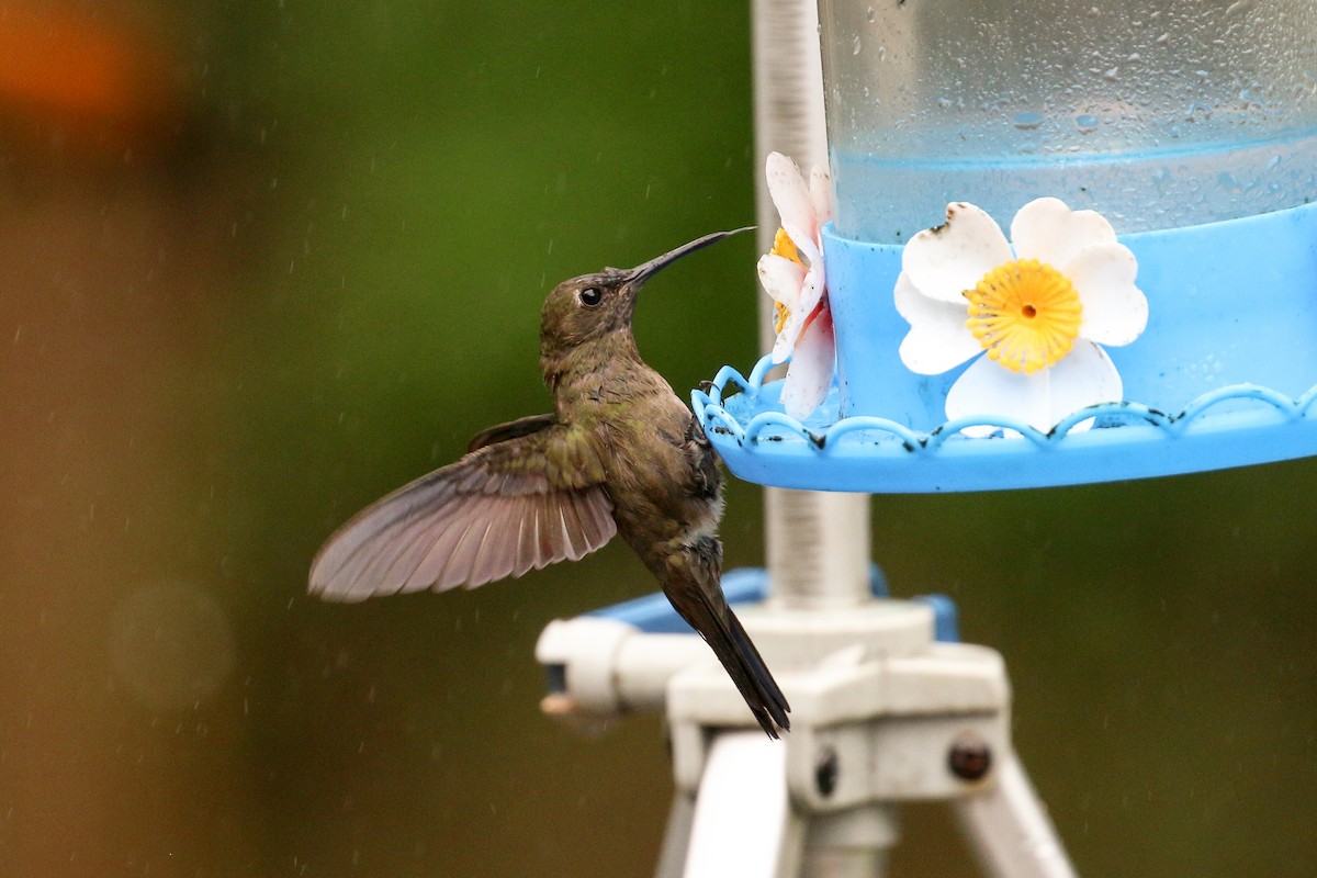 Sombre Hummingbird - Tommy Pedersen