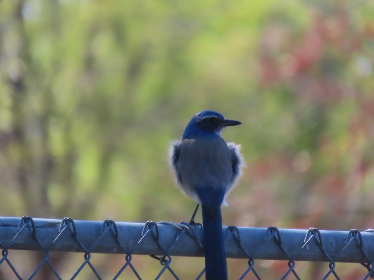 California Scrub-Jay - Donna Bray