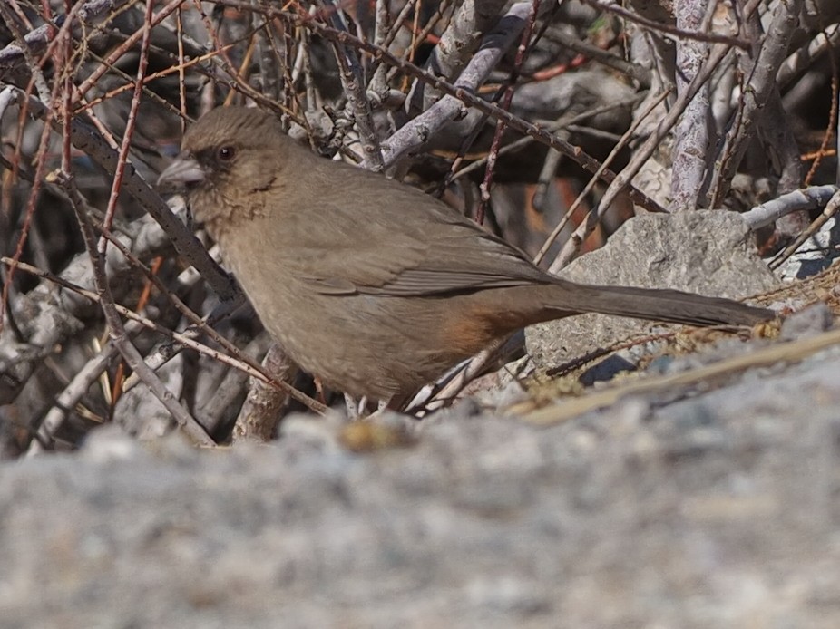 Abert's Towhee - ML422830151