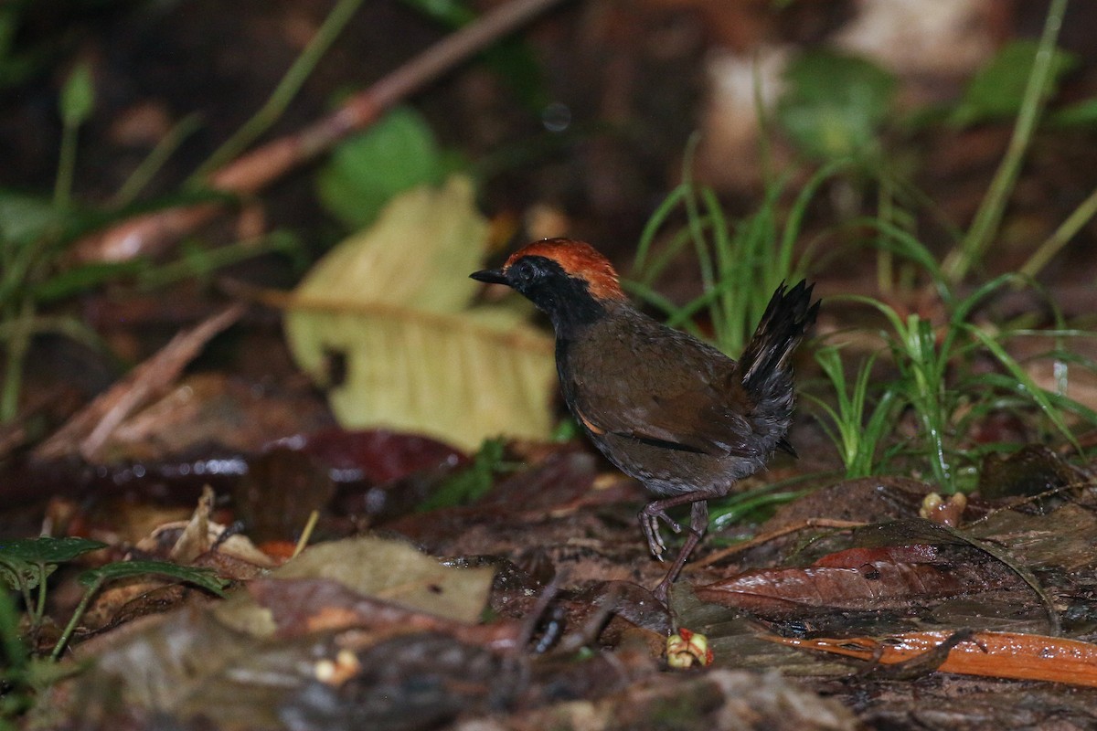 Rufous-capped Antthrush - ML42283061