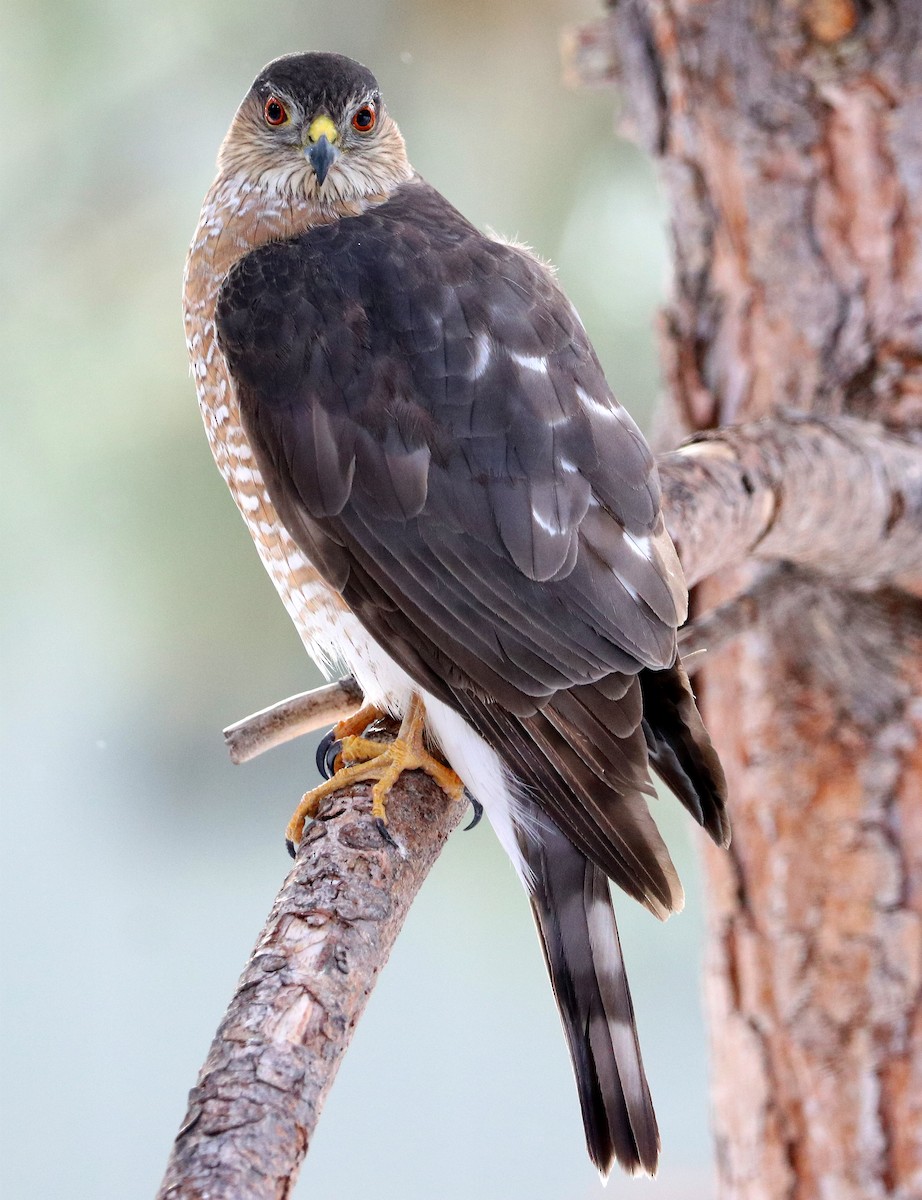 Sharp-shinned Hawk - ML422830821