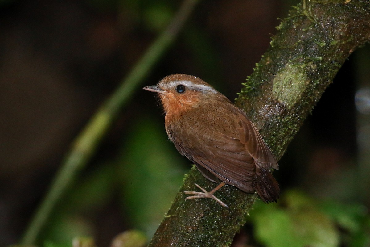 Rufous Gnateater - ML42283091