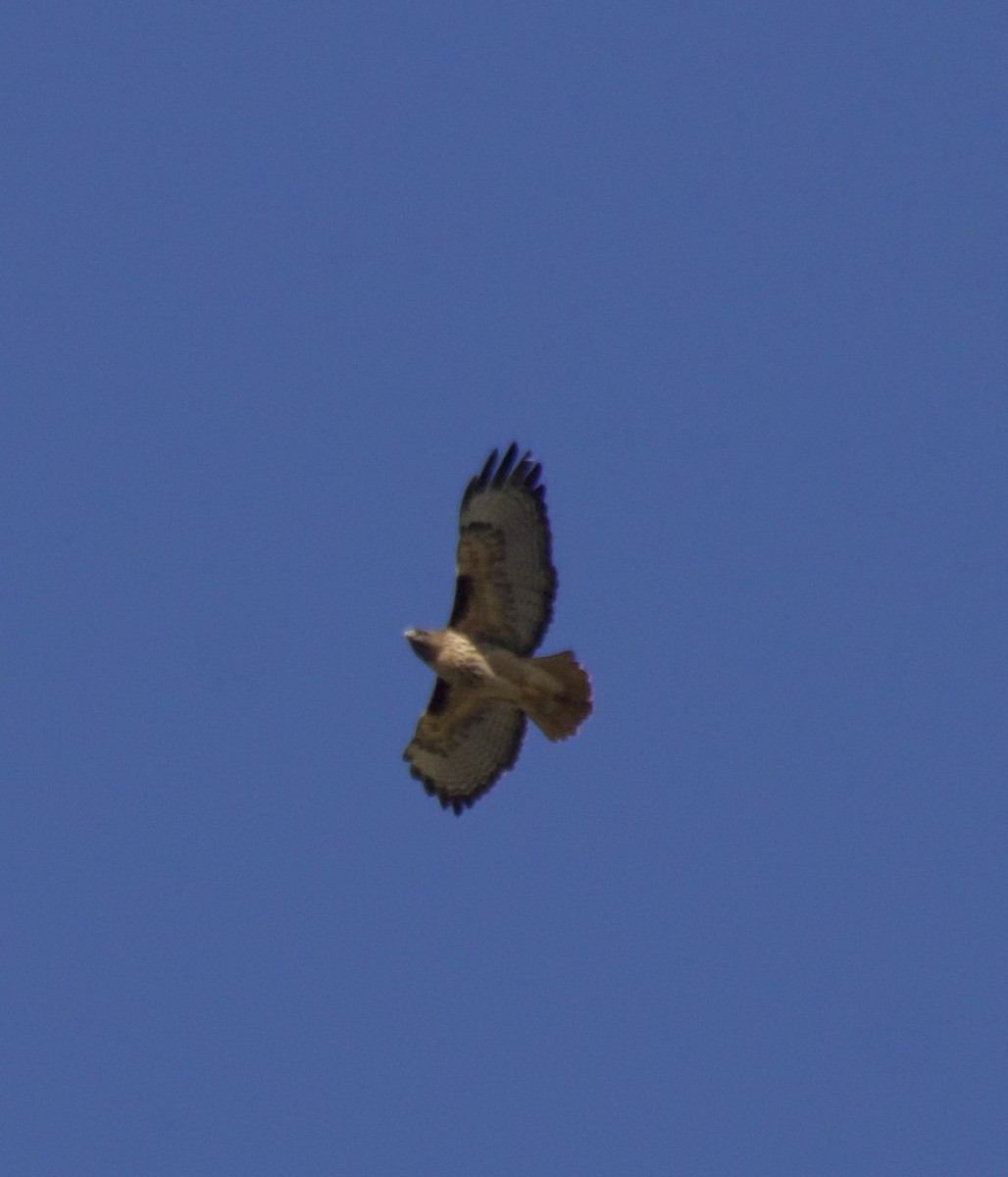 Red-tailed Hawk - ML422830961