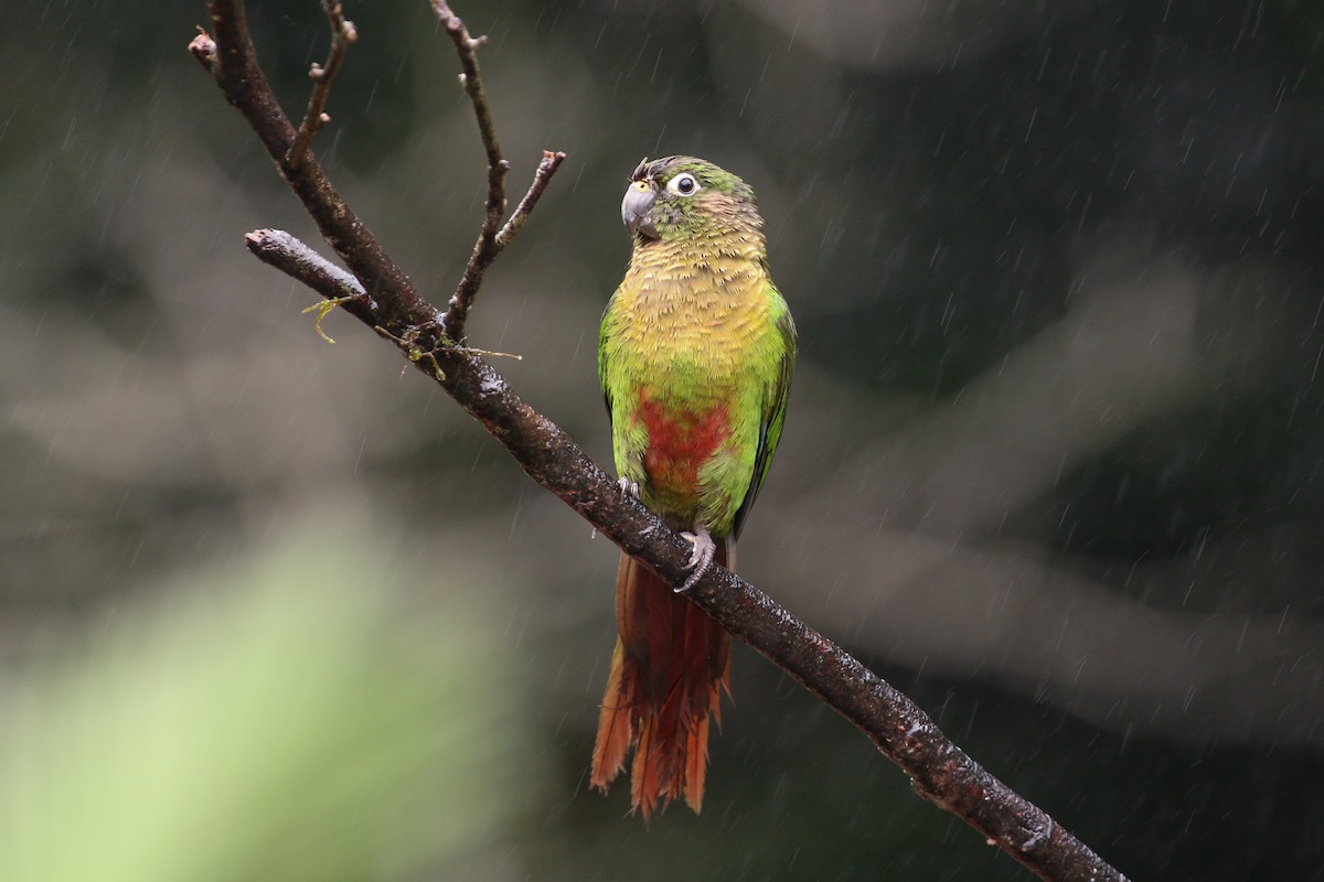 Conure de Vieillot (frontalis) - ML42283101