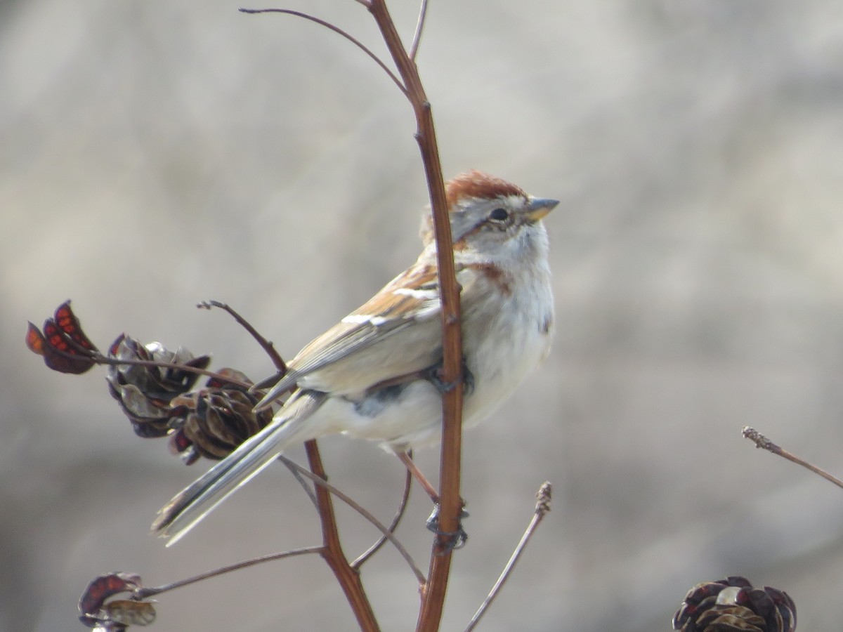 American Tree Sparrow - ML422831481