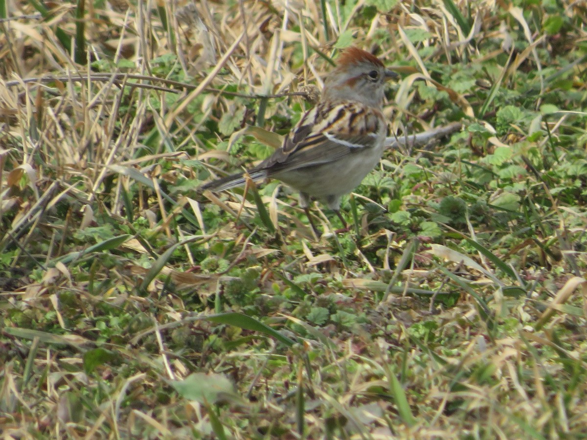American Tree Sparrow - ML422831501
