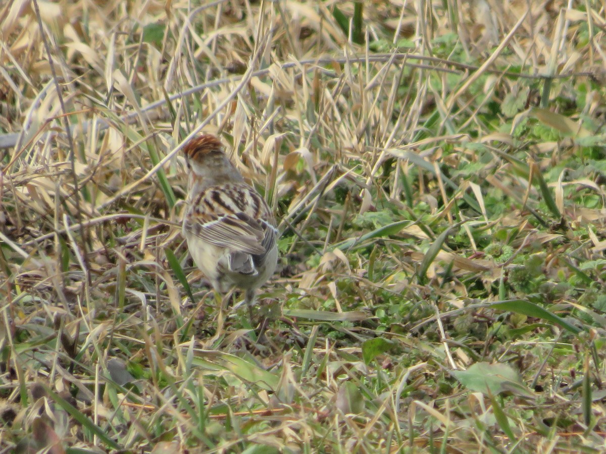 American Tree Sparrow - ML422831531
