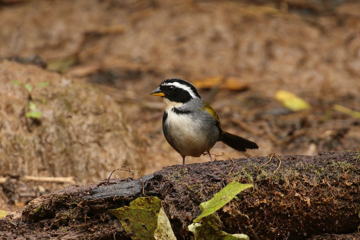 Half-collared Sparrow - ML42283281