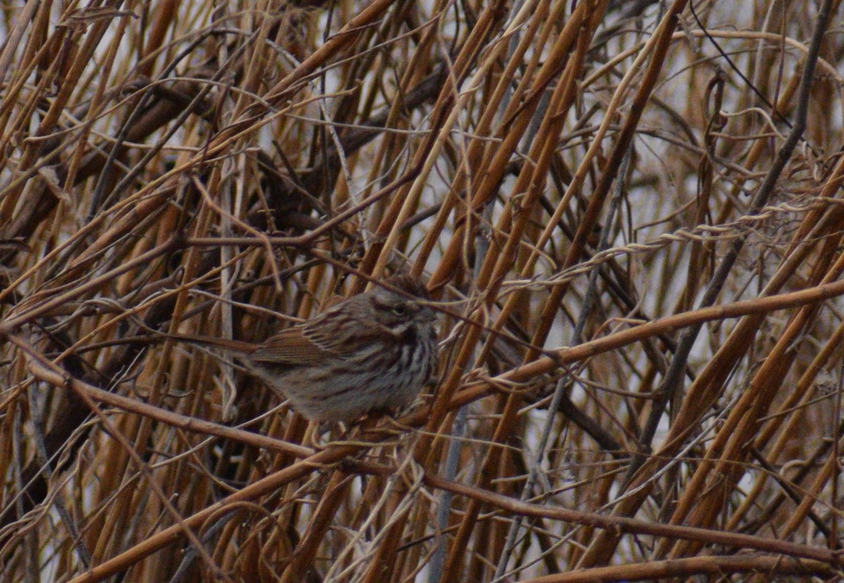 Song Sparrow - ML422834821