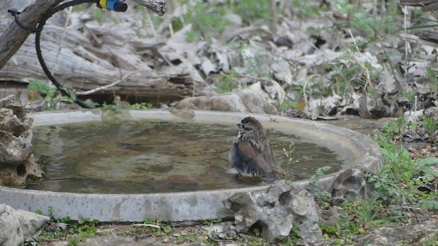 Song Sparrow - ML422836091