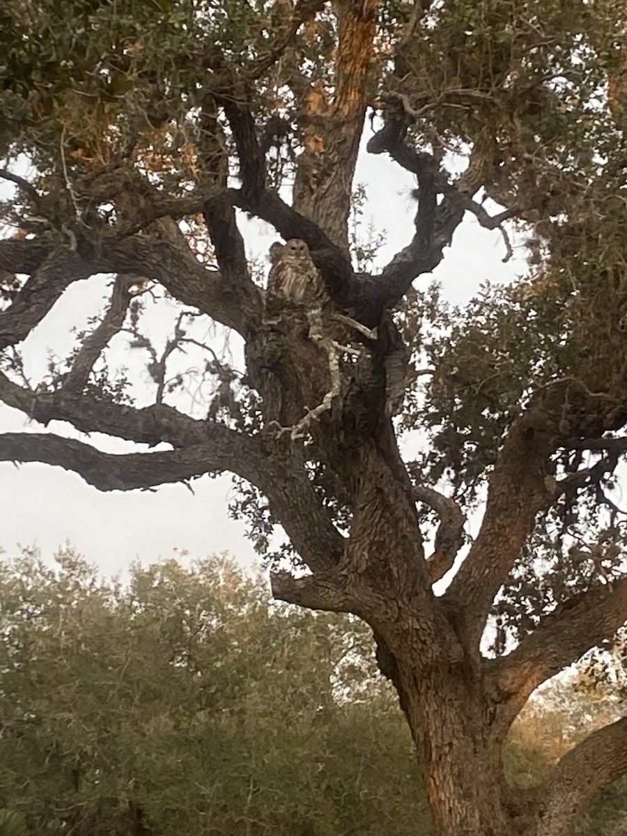 Barred Owl - ML422836111