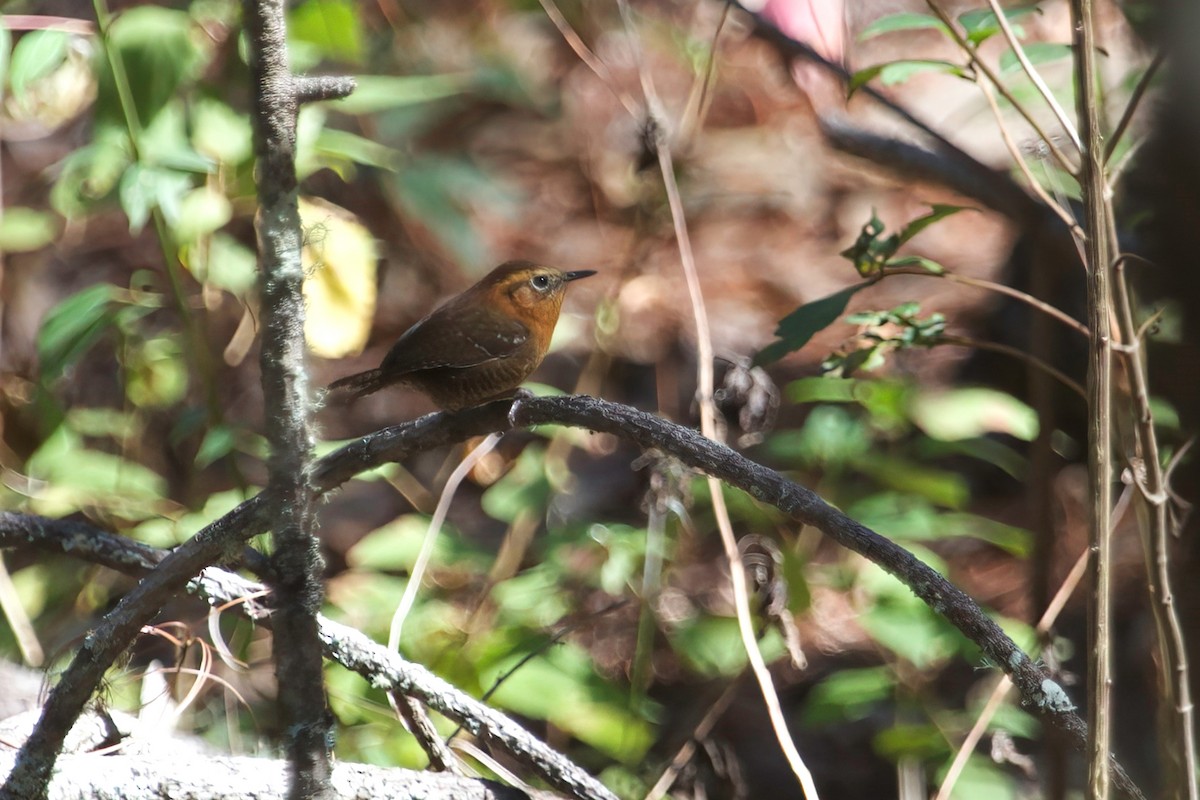 Rufous-browed Wren - Allee Forsberg